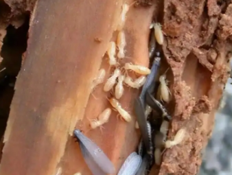 改则白蚁防治公司分享白蚁高发季节特点与阶段性防控方案